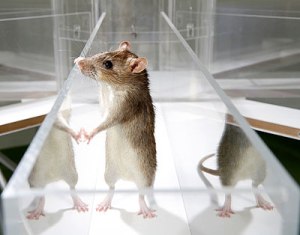 Rat-maze